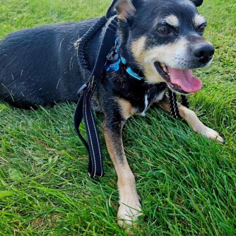 Patches, an adoptable Miniature Pinscher, Chihuahua in Brainerd, MN, 56401 | Photo Image 3