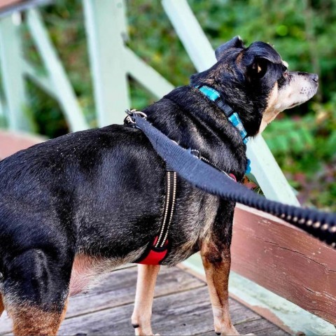 Patches, an adoptable Miniature Pinscher, Chihuahua in Brainerd, MN, 56401 | Photo Image 5