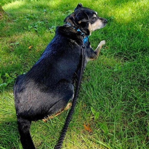 Patches, an adoptable Miniature Pinscher, Chihuahua in Brainerd, MN, 56401 | Photo Image 6