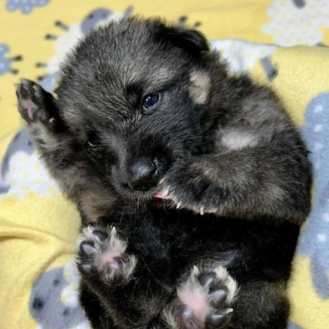 Brynn (Pink), an adoptable German Shepherd Dog, Husky in Brainerd, MN, 56401 | Photo Image 4