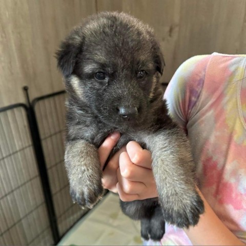 Brynn (Pink), an adoptable German Shepherd Dog, Husky in Brainerd, MN, 56401 | Photo Image 5