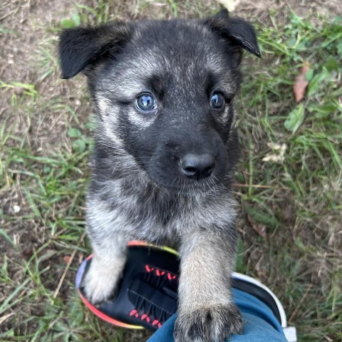 Brynn (Pink), an adoptable German Shepherd Dog, Husky in Brainerd, MN, 56401 | Photo Image 6