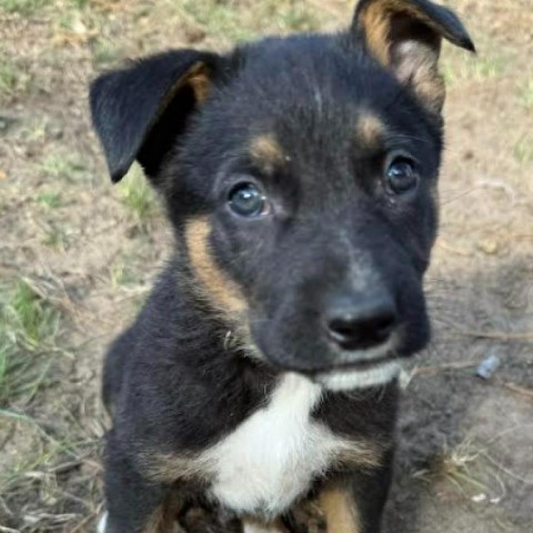 Flash (Green), an adoptable German Shepherd Dog, Husky in Brainerd, MN, 56401 | Photo Image 1