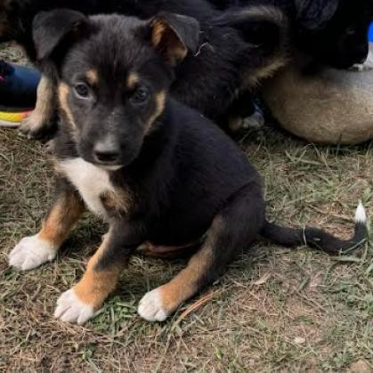 Flash (Green), an adoptable German Shepherd Dog, Husky in Brainerd, MN, 56401 | Photo Image 3