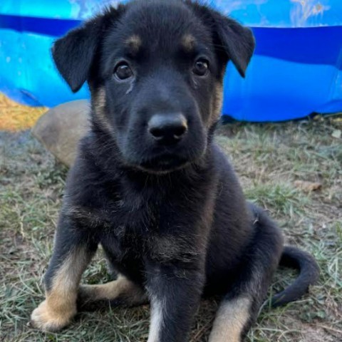 Wybie (Blue), an adoptable German Shepherd Dog, Husky in Brainerd, MN, 56401 | Photo Image 4