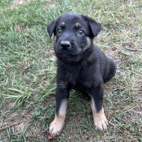 Wybie (Blue), an adoptable German Shepherd Dog, Husky in Brainerd, MN, 56401 | Photo Image 5