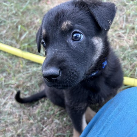 Wybie (Blue), an adoptable German Shepherd Dog, Husky in Brainerd, MN, 56401 | Photo Image 6