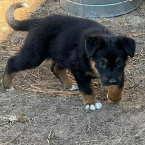 Ruby (Purple), an adoptable German Shepherd Dog, Husky in Brainerd, MN, 56401 | Photo Image 1