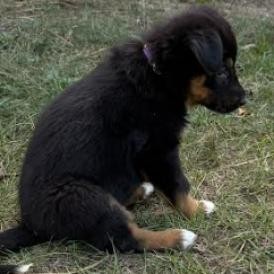 Ruby (Purple), an adoptable German Shepherd Dog, Husky in Brainerd, MN, 56401 | Photo Image 4