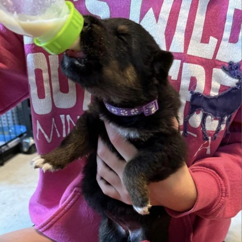 Ruby (Purple), an adoptable German Shepherd Dog, Husky in Brainerd, MN, 56401 | Photo Image 5