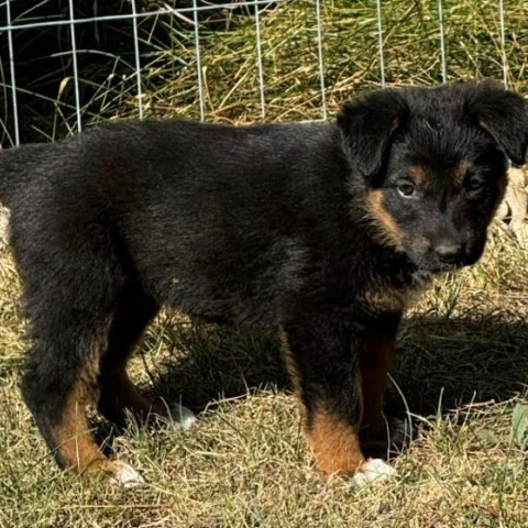 Ruby (Purple), an adoptable German Shepherd Dog, Husky in Brainerd, MN, 56401 | Photo Image 6