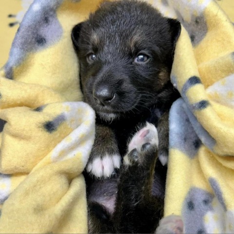 Livey (Yellow), an adoptable German Shepherd Dog, Husky in Brainerd, MN, 56401 | Photo Image 3