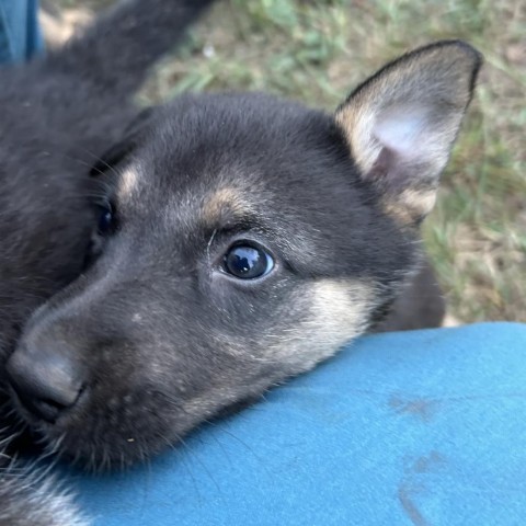 Chandler (Red), an adoptable German Shepherd Dog, Husky in Brainerd, MN, 56401 | Photo Image 4