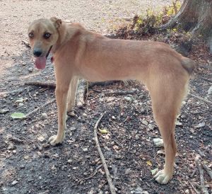 Jan Brady, Adult Female Australian Shepherd