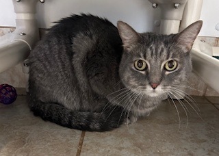 Miss Thing, an adoptable Domestic Short Hair in Grand Junction, CO, 81505 | Photo Image 1