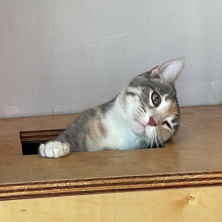 Fran
