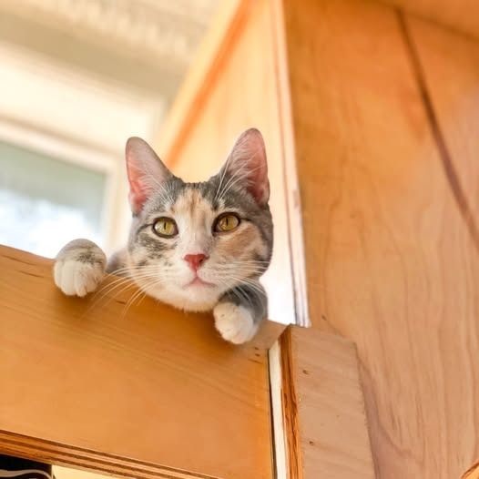 Fran