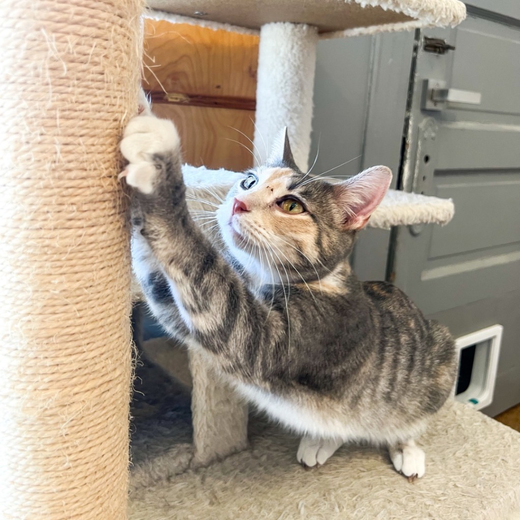 Fran