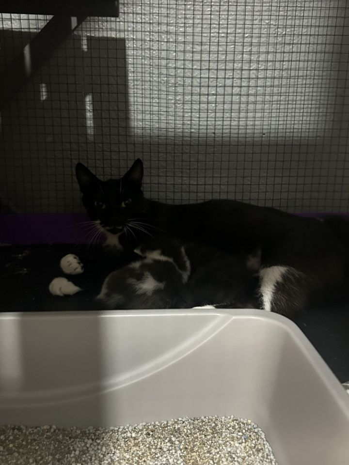 Cat for adoption Snow White, a Domestic Short Hair in Seminole, FL