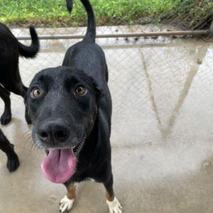 Margarita, Adult Male Mixed Breed
