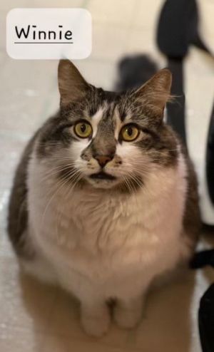 Winnie, Adult Female Domestic Short Hair