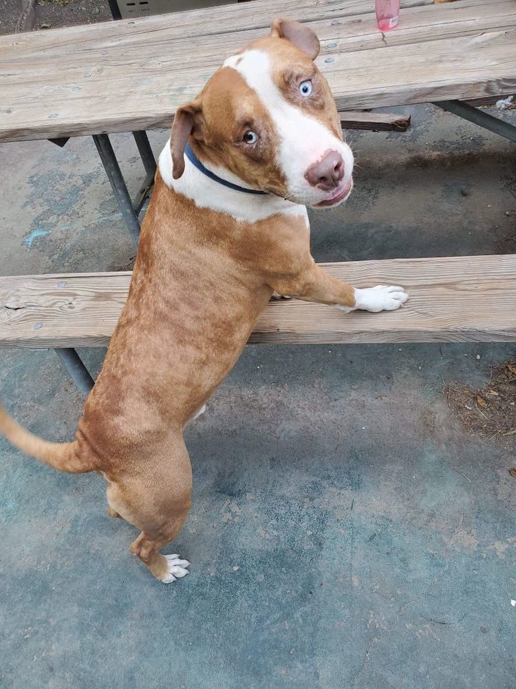 Buttercup, an adoptable Labrador Retriever, Pit Bull Terrier in Dolores, CO, 81323 | Photo Image 2