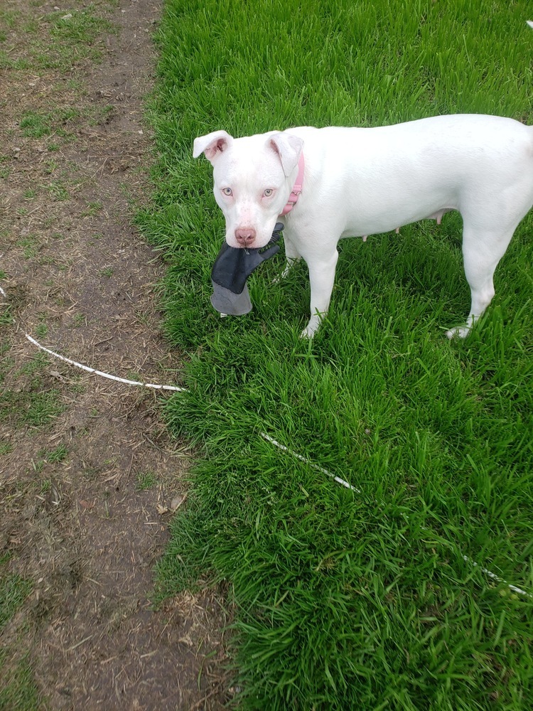 Nova, an adoptable American Staffordshire Terrier in Dolores, CO, 81323 | Photo Image 4