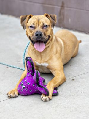Meet Key Lime a girl as sweet as her name At 49 pounds and just 1 year old shes bursting