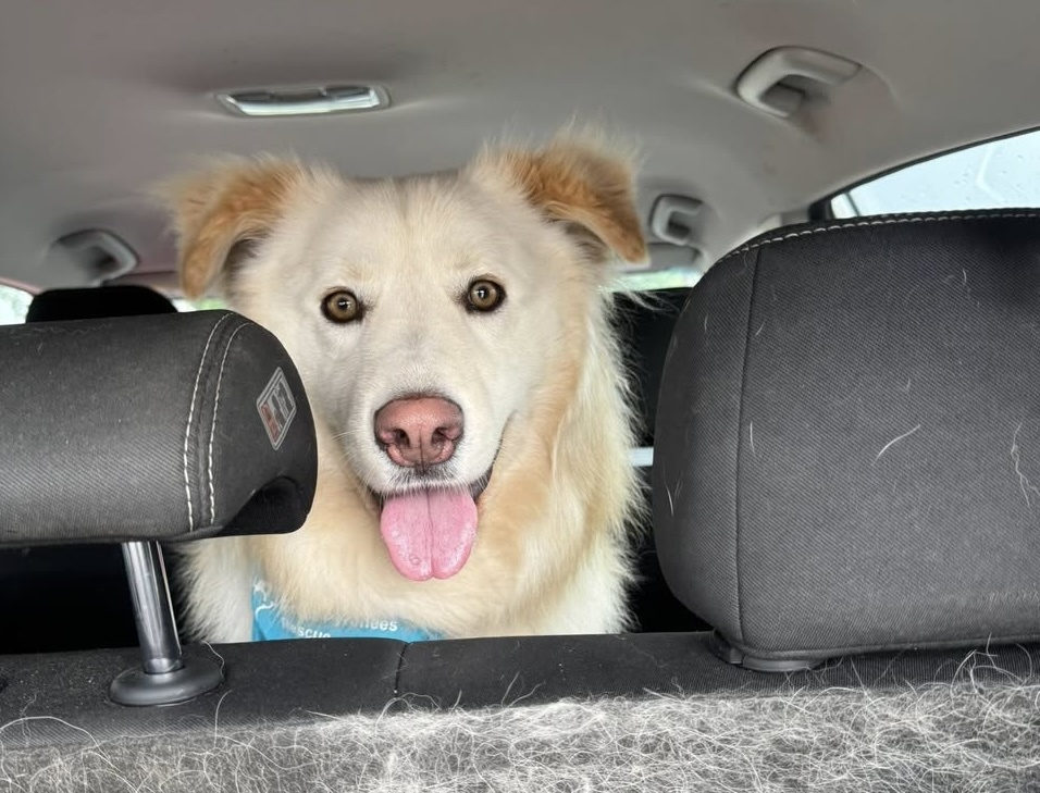 Sammy Bear DFW