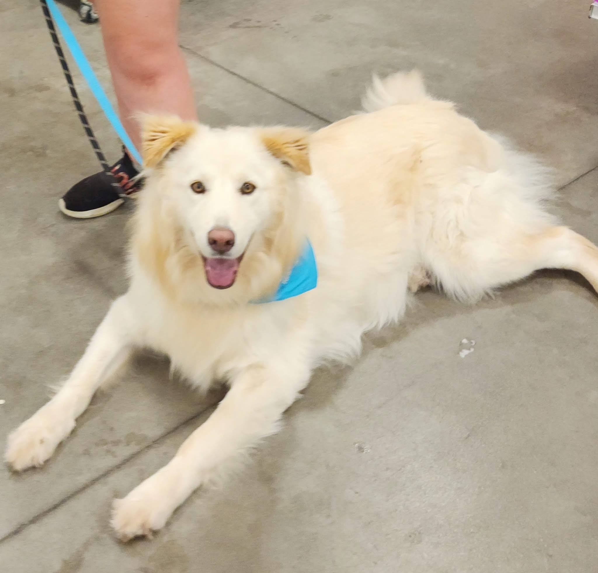 Sammy Bear DFW