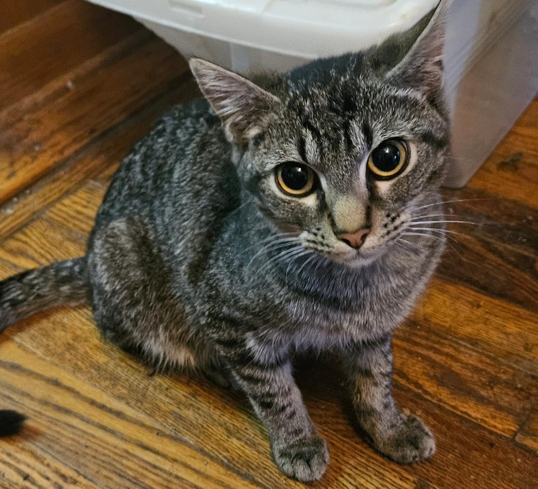 Frankie, an adoptable Domestic Short Hair, Munchkin in Naperville, IL, 60567 | Photo Image 1