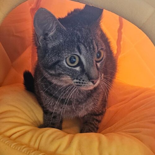 Frankie, an adoptable Domestic Short Hair, Munchkin in Naperville, IL, 60567 | Photo Image 5