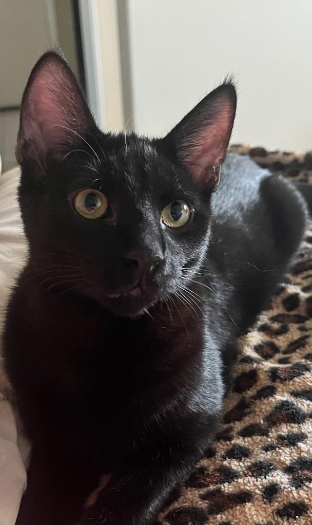 Solfeggio Harmony, an adoptable Domestic Short Hair in Fort Lupton, CO, 80621 | Photo Image 1