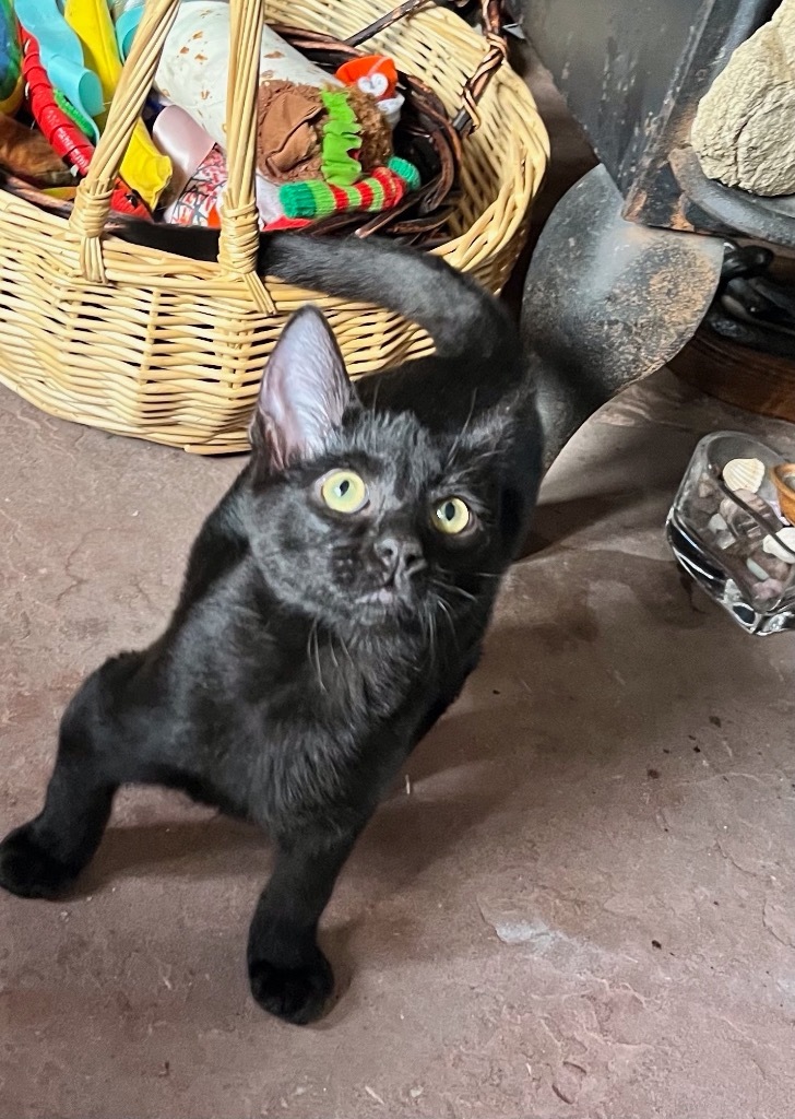 Solfeggio Harmony, an adoptable Domestic Short Hair in Fort Lupton, CO, 80621 | Photo Image 4