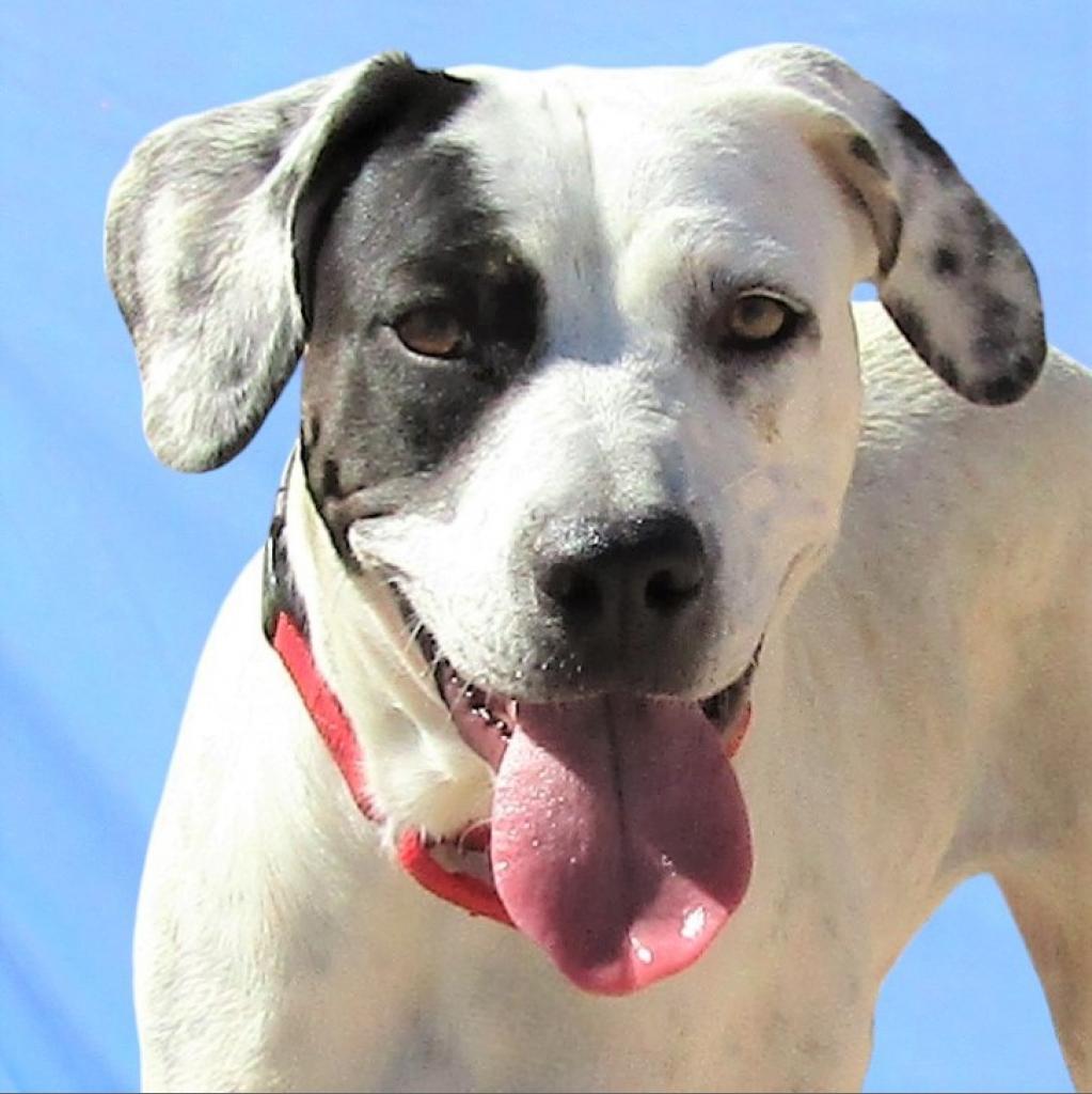 Oreo, an adoptable Mixed Breed in Las Cruces, NM, 88012 | Photo Image 1