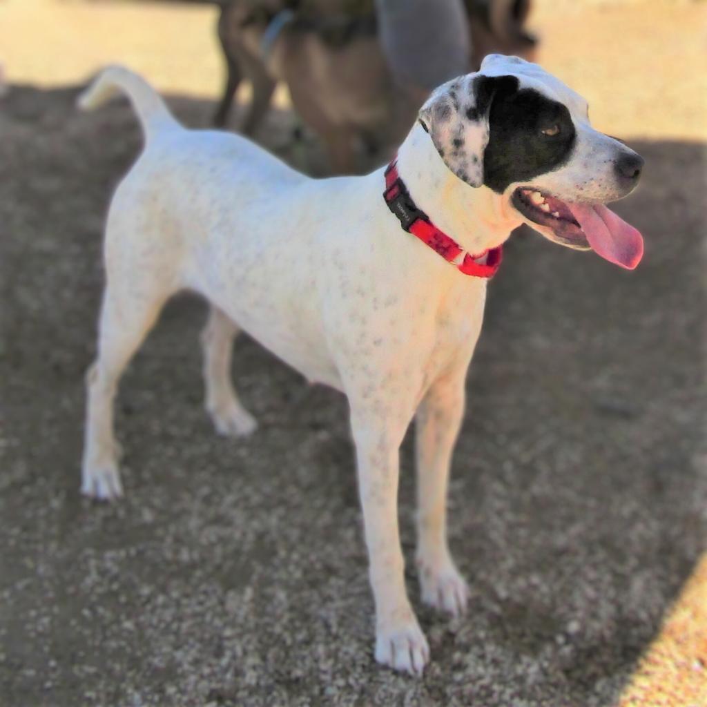 Oreo, an adoptable Mixed Breed in Las Cruces, NM, 88012 | Photo Image 3