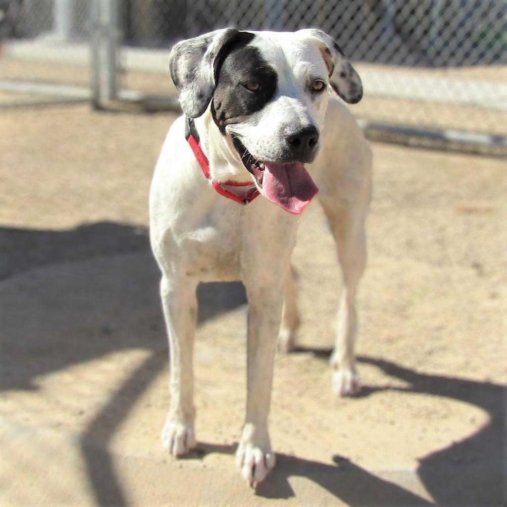 Oreo, an adoptable Mixed Breed in Las Cruces, NM, 88012 | Photo Image 4