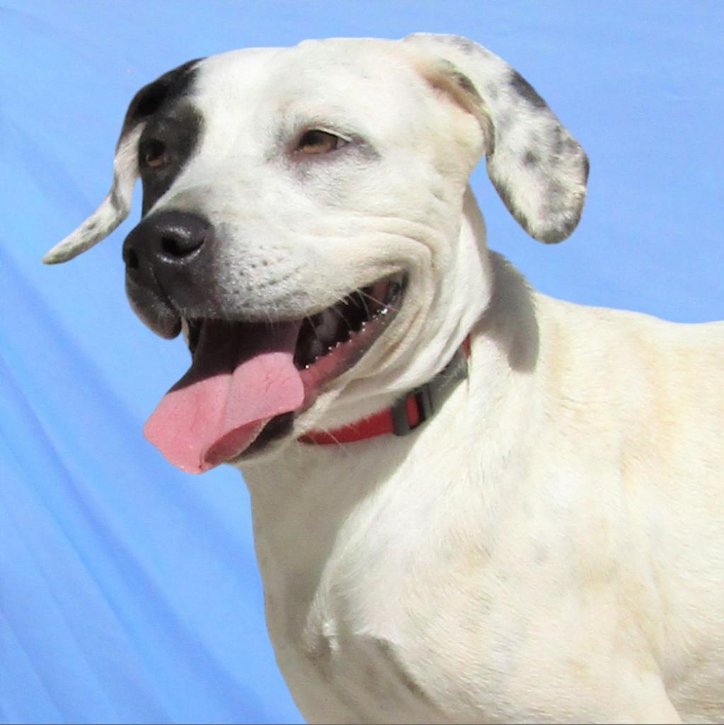 Oreo, an adoptable Mixed Breed in Las Cruces, NM, 88012 | Photo Image 5