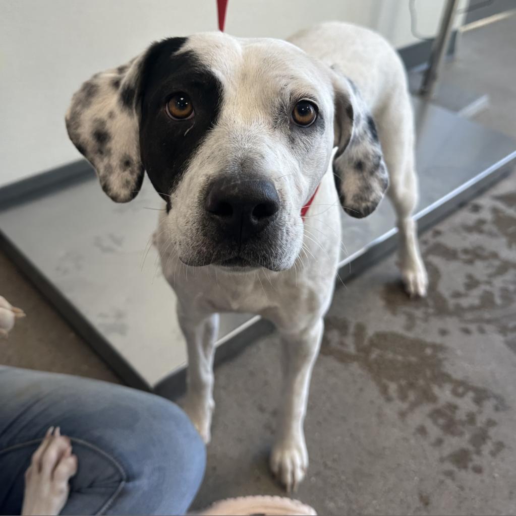 Oreo, an adoptable Mixed Breed in Las Cruces, NM, 88012 | Photo Image 6