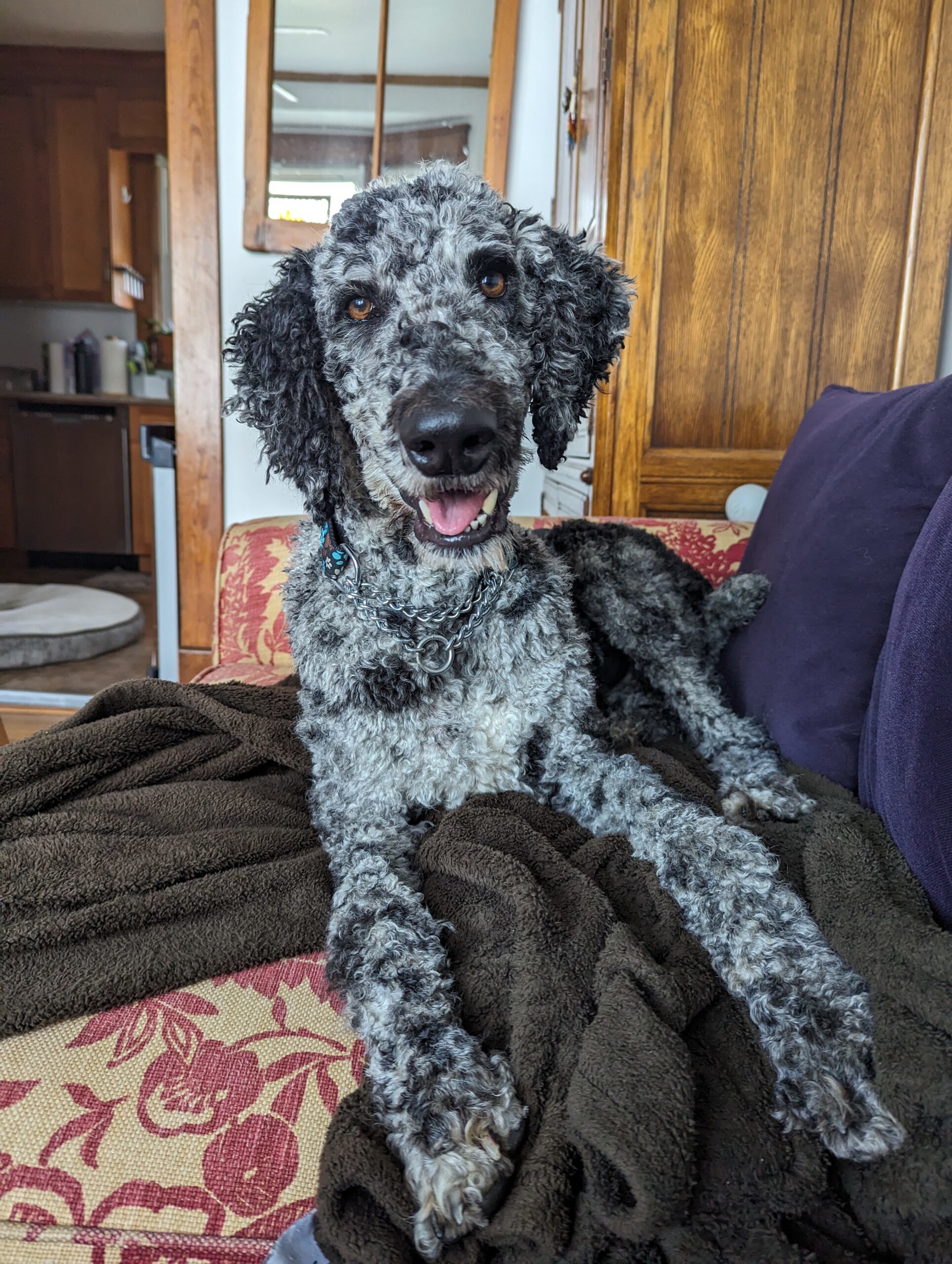 Tatu, an adoptable Standard Poodle in Calabogie , ON, K0J 1H0 | Photo Image 1