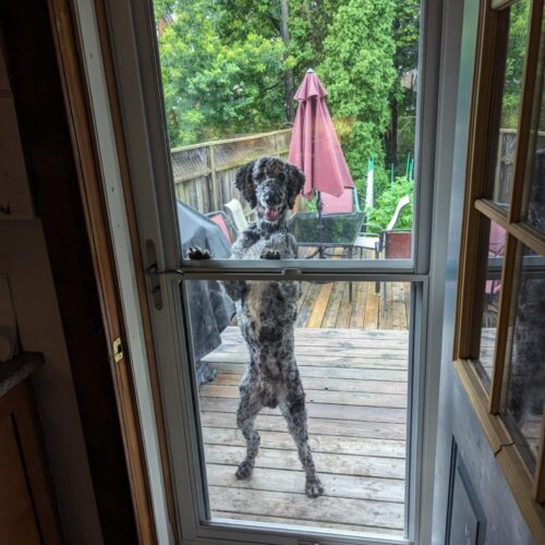 Tatu, an adoptable Standard Poodle in Calabogie , ON, K0J 1H0 | Photo Image 5