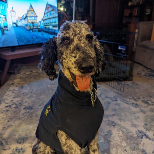 Tatu, an adoptable Standard Poodle in Calabogie , ON, K0J 1H0 | Photo Image 6