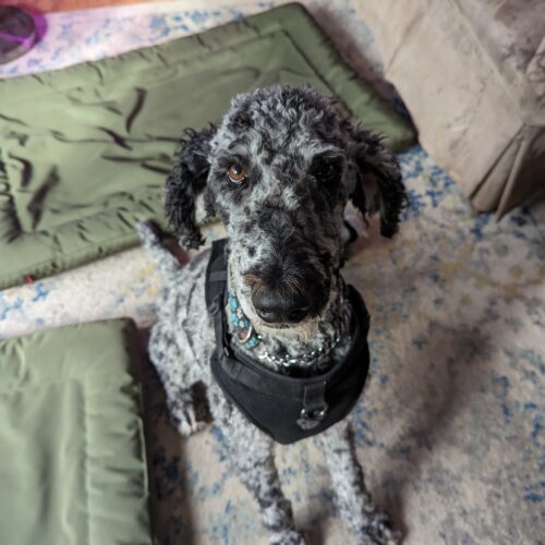 Tatu, an adoptable Standard Poodle in Calabogie , ON, K0J 1H0 | Photo Image 7