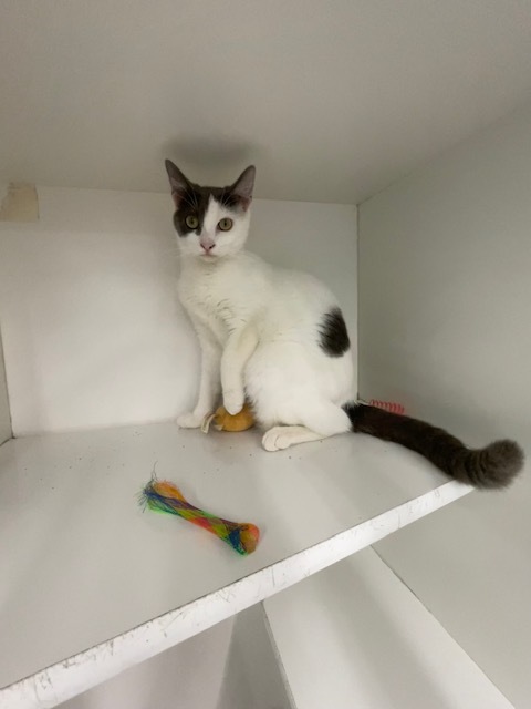 Sienna (Fee Waived)