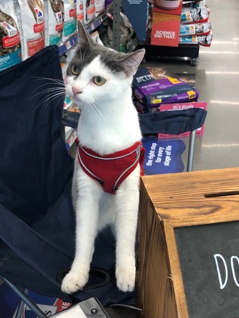 Sienna (Fee Waived)