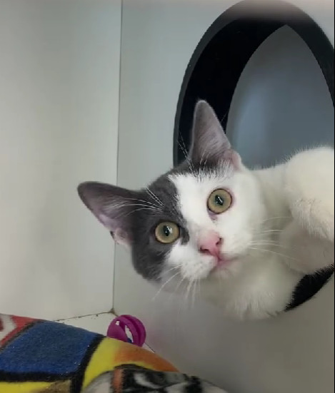 Sienna (Fee Waived)