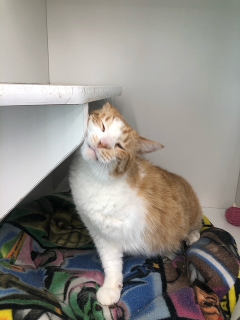 Marmalade (Fee Waived)