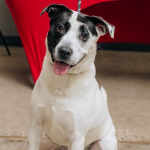Edison, Adult Male Mixed Breed