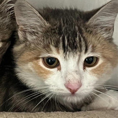 Lemon, an adoptable Domestic Short Hair in Driggs, ID, 83422 | Photo Image 1