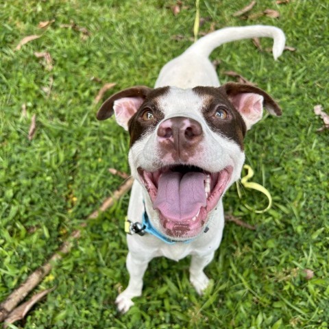 Gadget, an adoptable Mixed Breed in Kailua Kona, HI, 96740 | Photo Image 3